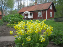Bergdalen med blommor